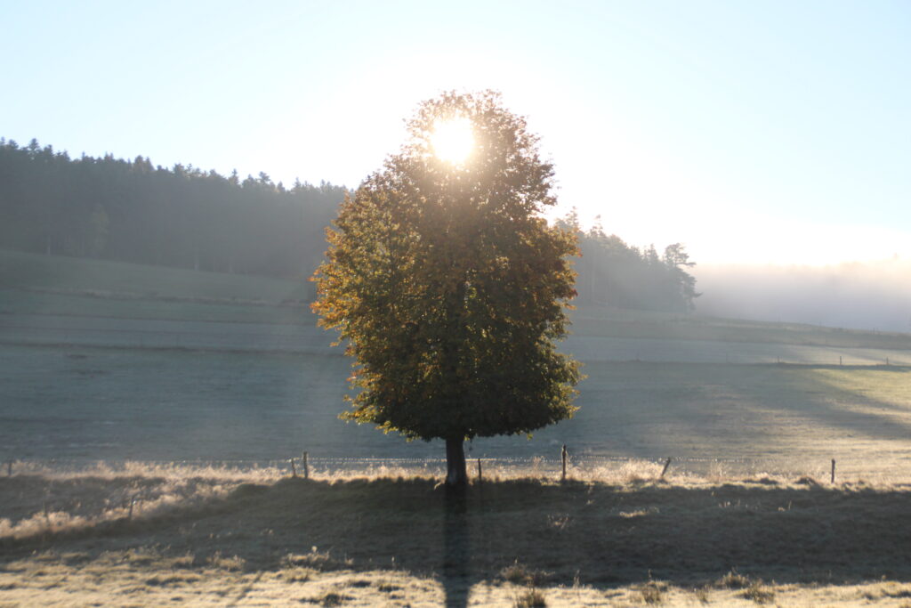 VictoireChaboud_8C_202517