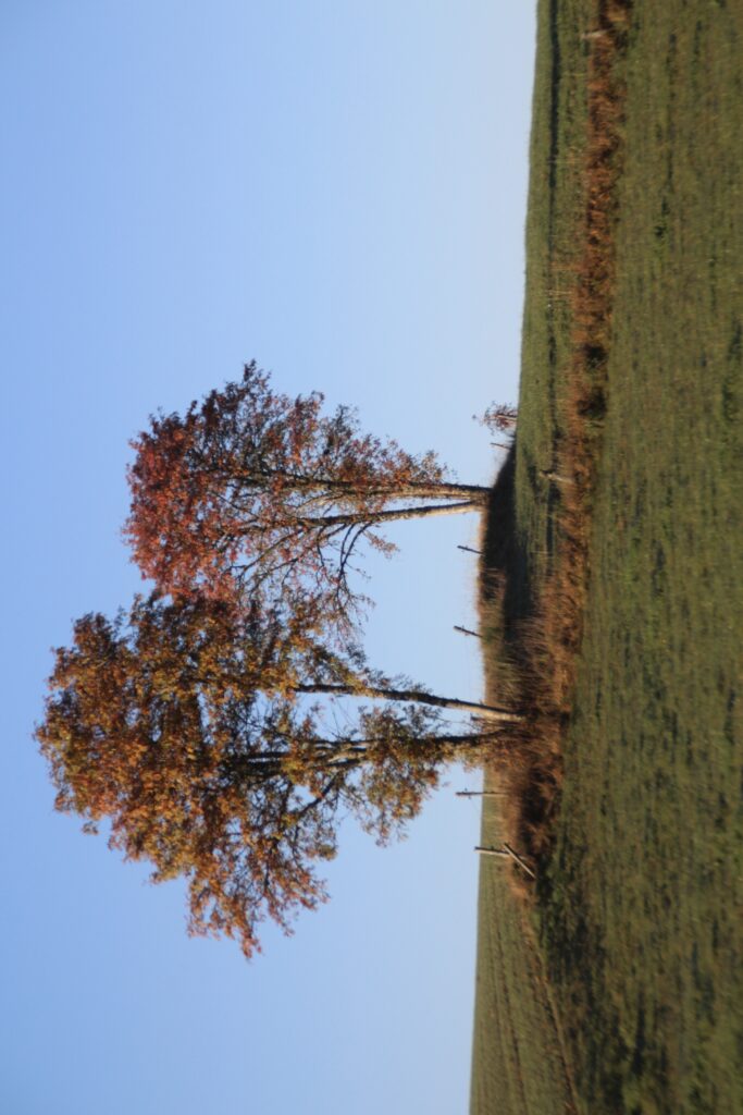 VictoireChaboud_8C_202521