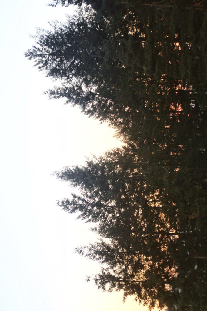 VictoireChaboud_8C_20253