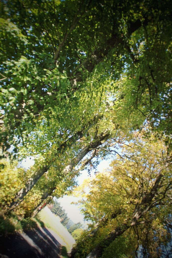 VictoireChaboud_8C_202552